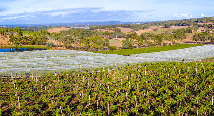 Lobethal Road Vineyard